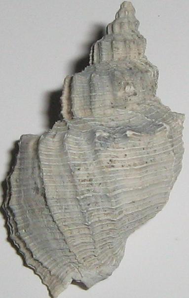 Solatia hirta (Brocchi, 1814) - Pliocene - Toscana